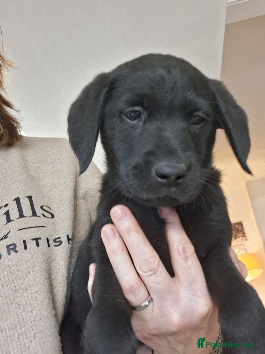 Labrador Retriever dogs for sale: **LAST PUPPY, READY NOW** - Advert 1