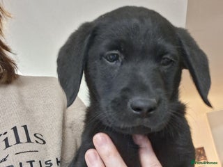 Labrador Retriever dogs **LAST PUPPY, READY NOW** - Advert 1