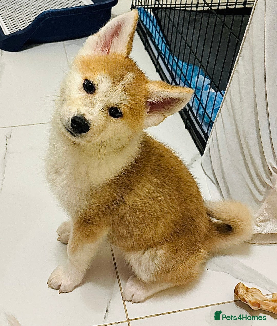 Japanese Akita Inu dogs for sale: Young Angel Akita & her Puppies for good homes 💜 - Advert 17