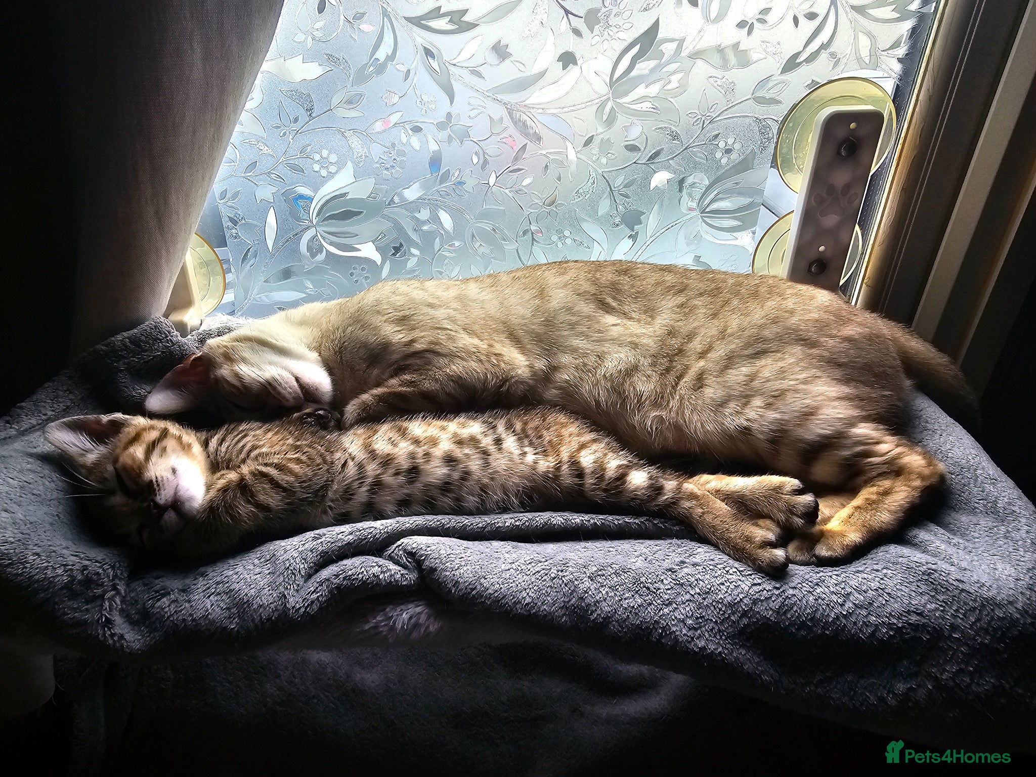 Mixed Breed cats Kitten for sale - Advert 1
