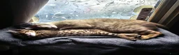 Mixed Breed cats for sale: Kitten for sale - Advert 1