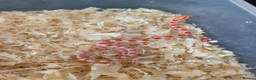 Corn Snake reptiles for sale: Corn snakes for sale  in Pentre - Advert 5