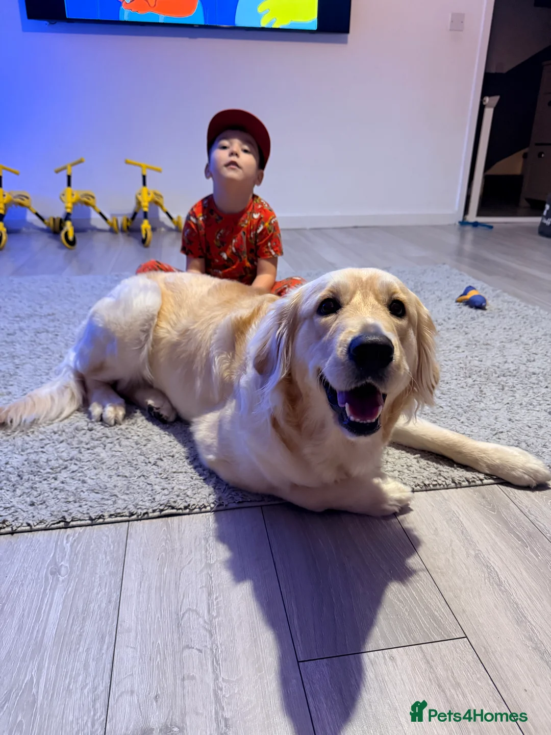 Golden Retriever dogs for sale: Stunning golden girl for sale.  - Advert 8