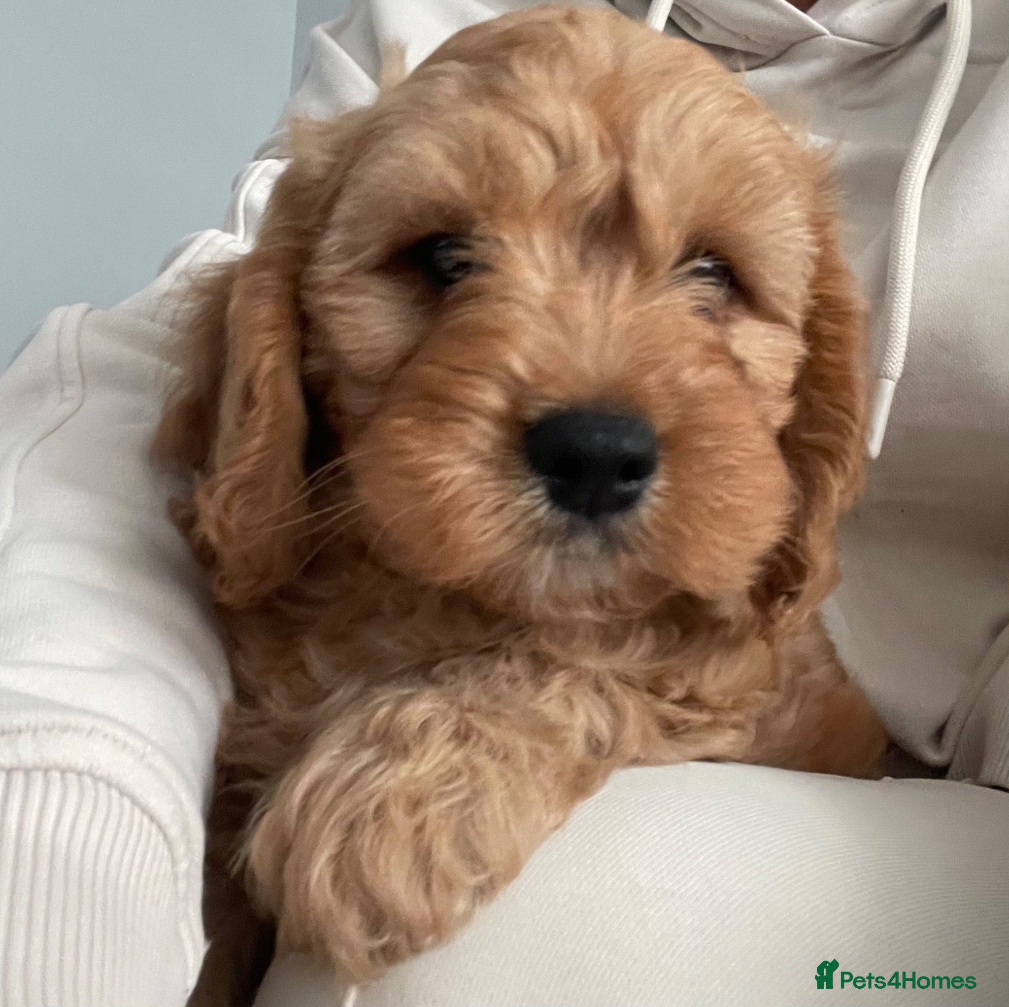 Cavapoo dogs 🐩🐶🐾FULLY HEALTH CLEAR F1 CAVAPOO🐾🐶🐩  - Advert 11