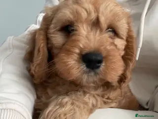 Cavapoo dogs 🐩🐶🐾FULLY HEALTH CLEAR F1 CAVAPOO🐾🐶🐩 - Advert 11