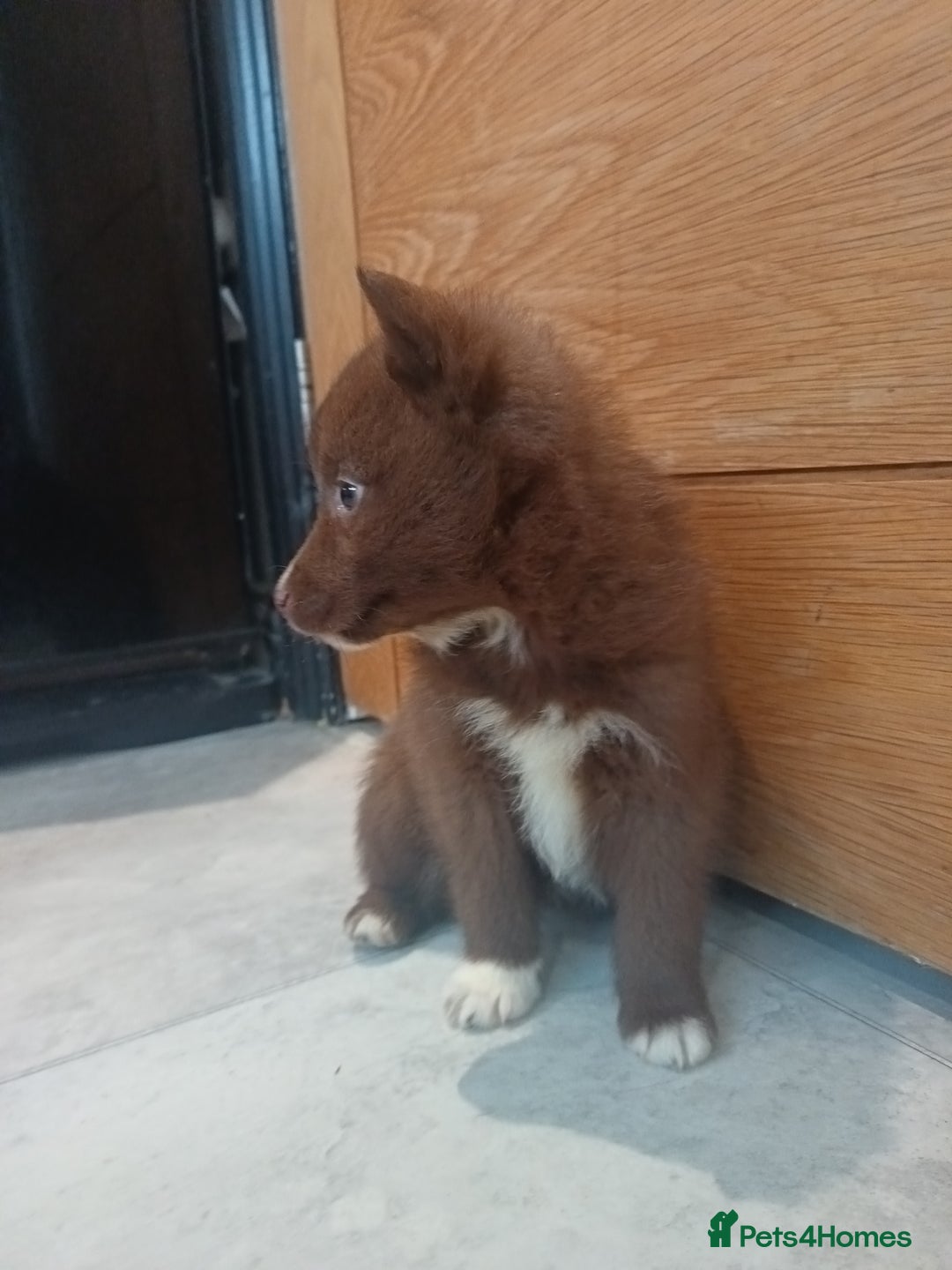 Pomsky dogs for sale: Amazing puppys - Advert 23