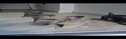 French Bulldog dogs for sale: NEW VIDEOS Gorgeous French Bull Dog Puppies - Advert 2
