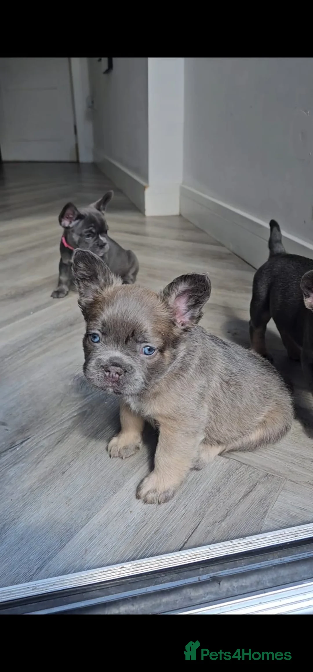 French Bulldog dogs for sale: NEW VIDEOS Gorgeous French Bull Dog Puppies - Advert 2