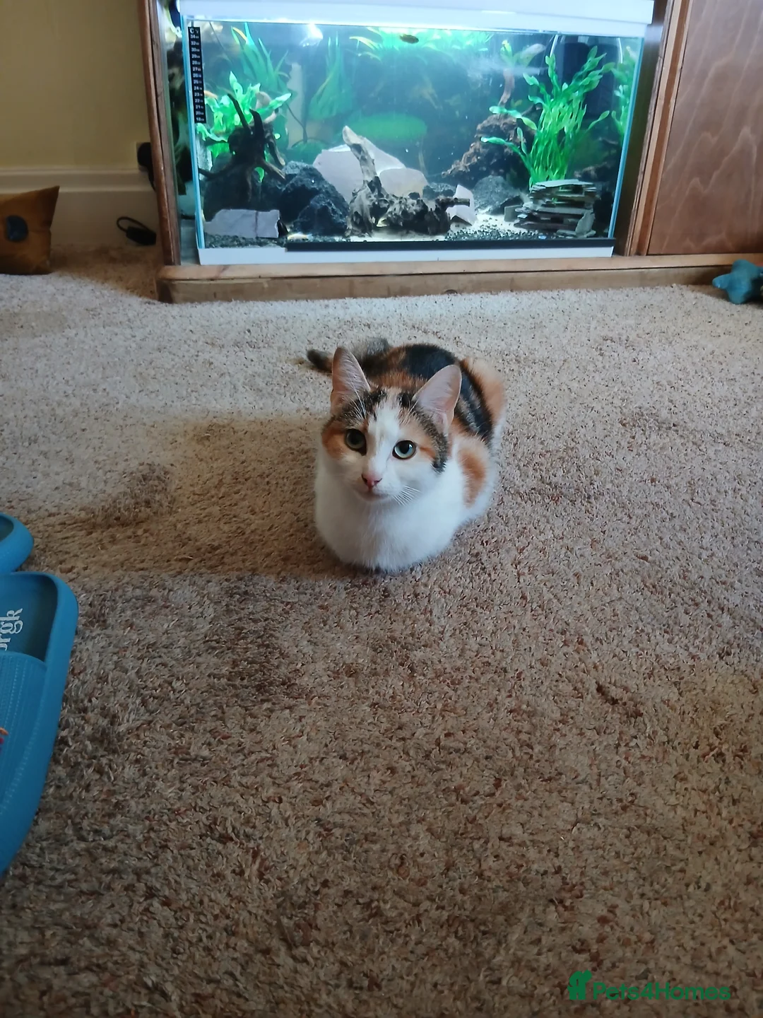 Domestic Shorthair cats for sale: 5 Wee ones - Advert 1