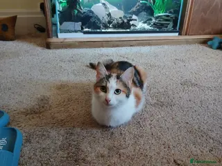 Domestic Shorthair cats 5 Wee ones - Advert 4