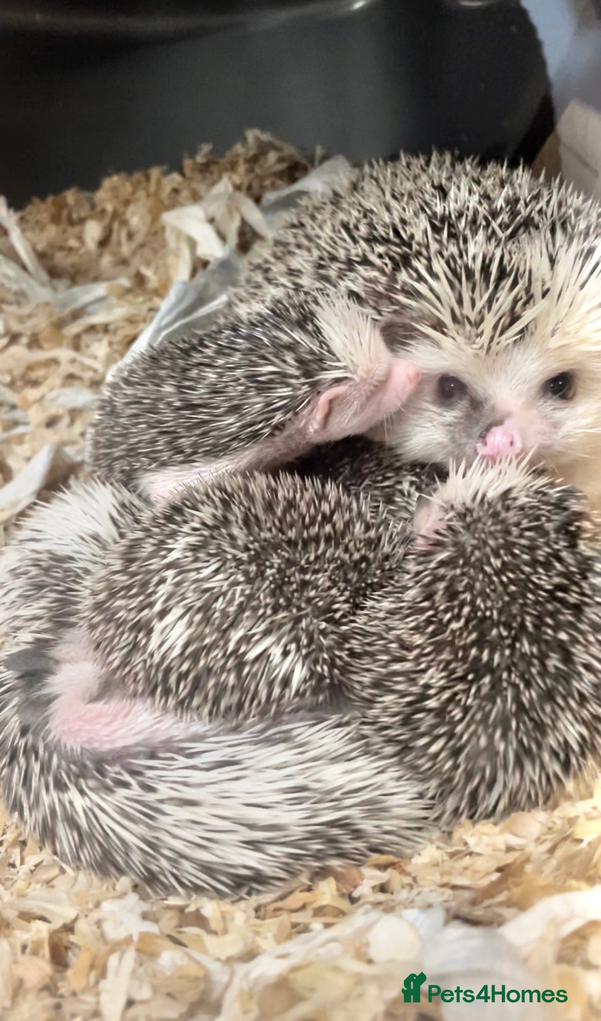 Pygmy Hedgehog rodents Adorable New Baby African Pygmy Hedgehogs - Advert 1