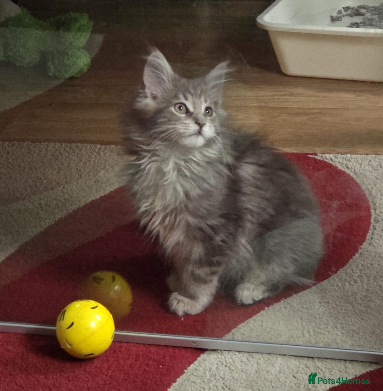 Maine Coon cats Tica Beautiful Maine Coon Kittens  - Advert 4