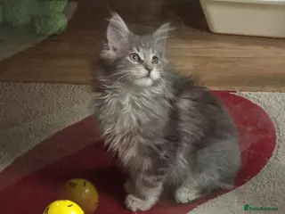 Maine Coon cats Tica Beautiful Maine Coon Kittens - Advert 4