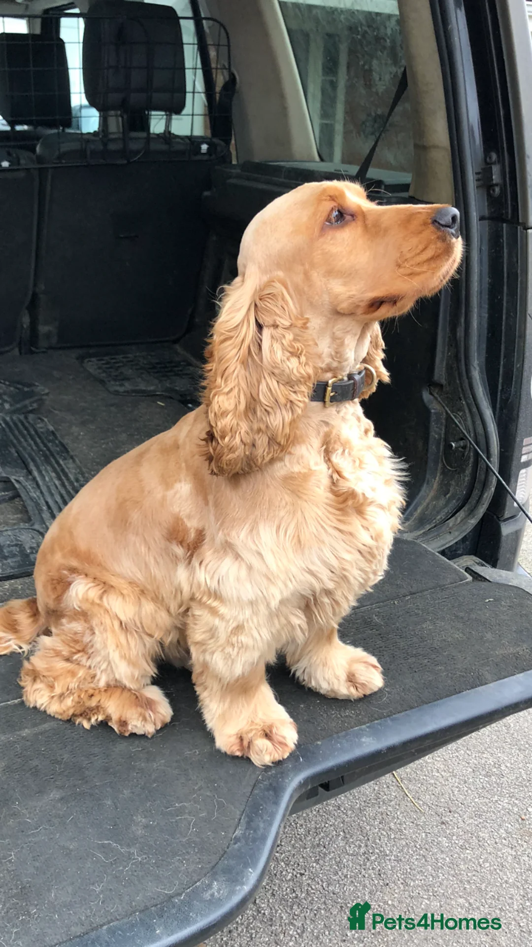 Cocker Spaniel dogs for stud: Proven KC Reg Show Cocker Spaniel Stud in Leicester - Advert 3
