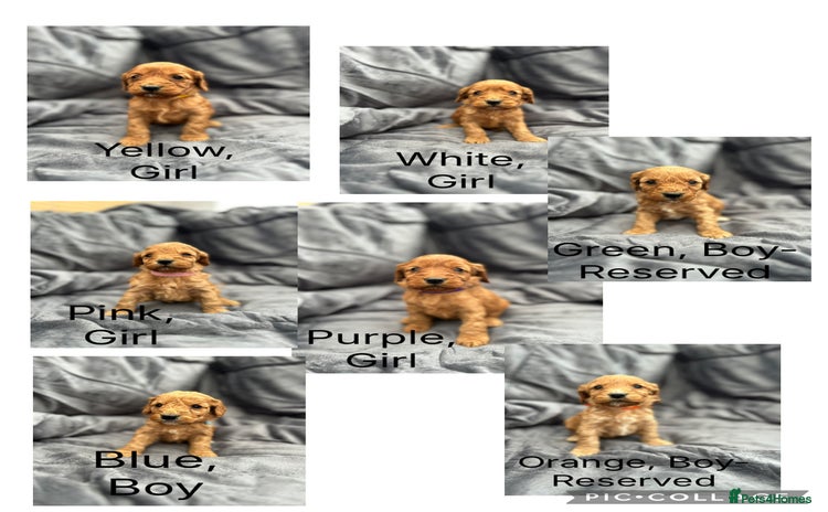 Cockapoo dogs - Advert 13