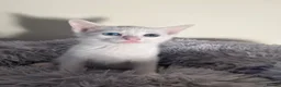 Turkish Angora cats for sale: Kittens for sale  - Advert 4