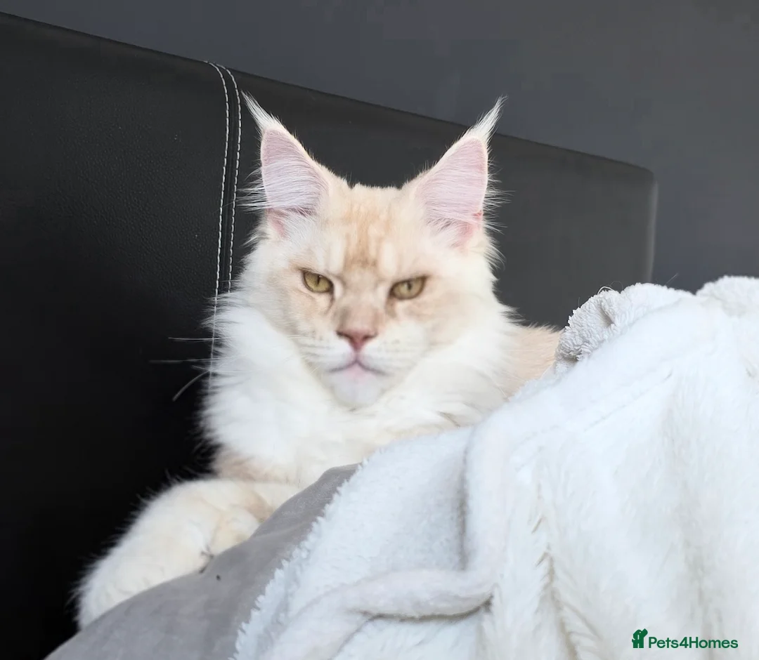 Maine Coon cats for sale: Purebred Cream Maine Coon Boy – 1.6 Years Old - Advert 1