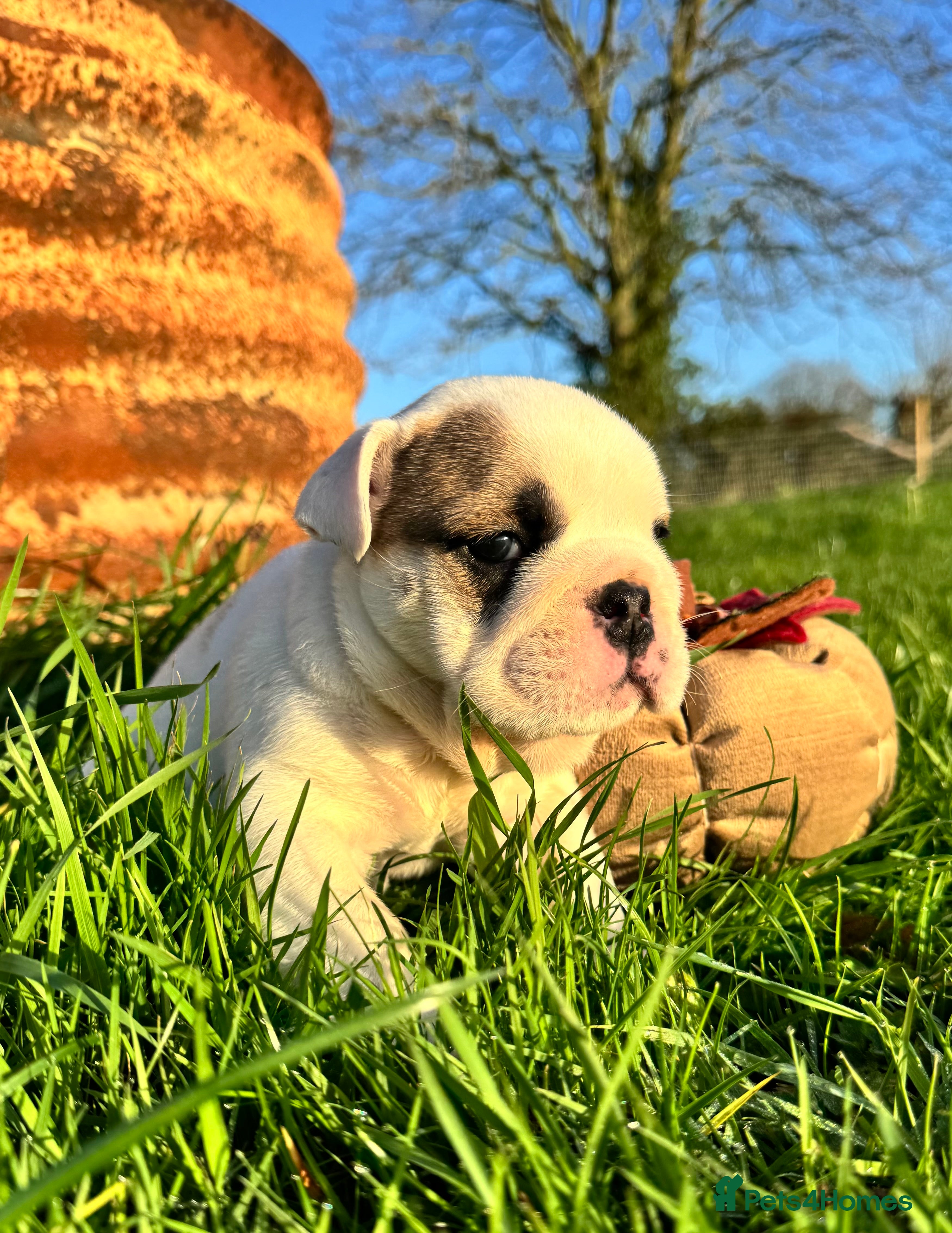 English Bulldog dogs Breed Standard Bulldog Puppies - Advert 20