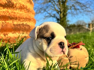 English Bulldog dogs Breed Standard Bulldog Puppies - Advert 6