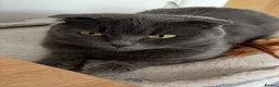Scottish Fold cats for sale: 3 Scottish Fold Kittens 8 JUNE - Advert 2