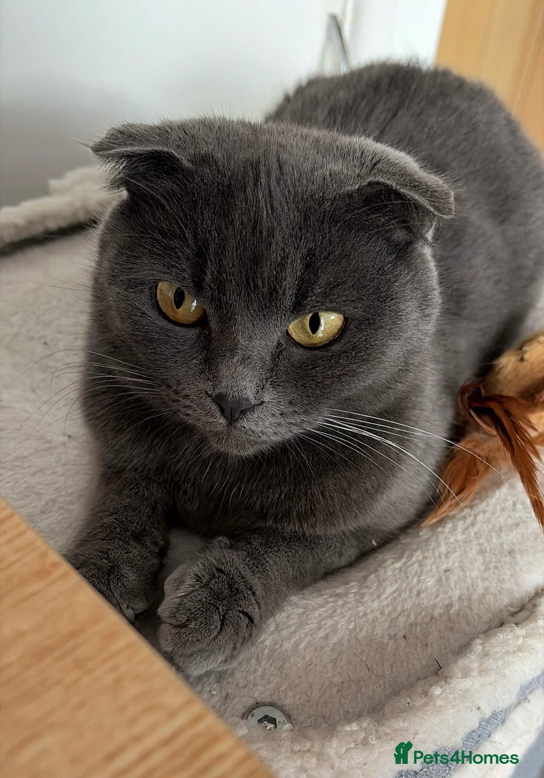 Scottish Fold cats for sale: 3 Scottish Fold Kittens 8 JUNE - Advert 2