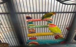 Lovebirds birds for sale: 2 Lovebirds  - Image 1