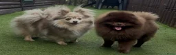 Pomeranian dogs for sale: Only UK Pomeranian Pups All 263 DNA tests clear  in Bishop Auckland - Advert 3