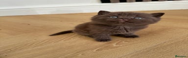 British Shorthair Kitten Chocolate 