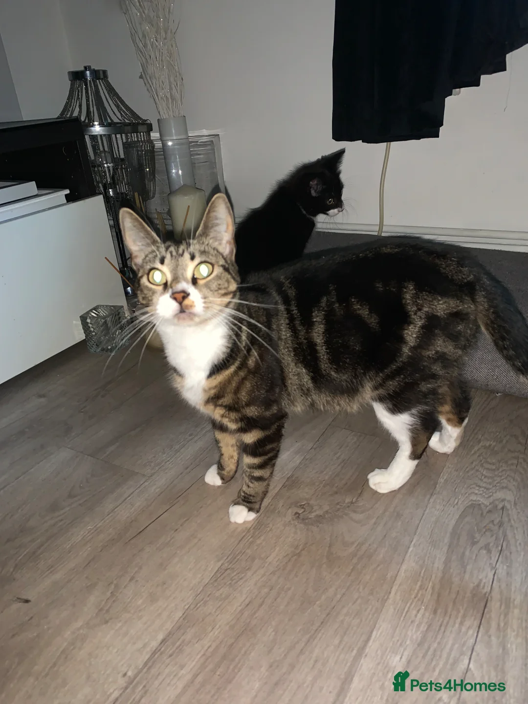Mixed Breed cats for sale: 3 beautiful kittens  - Advert 5
