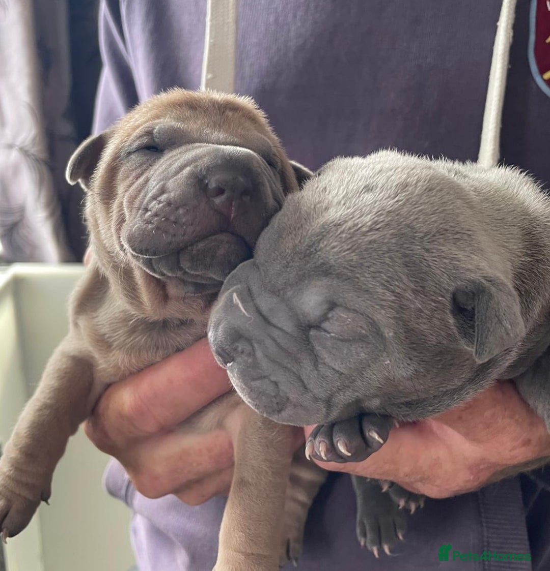 Staffordshire Bull Terrier dogs for sale: Blue staffy x sharpei  - Image 4