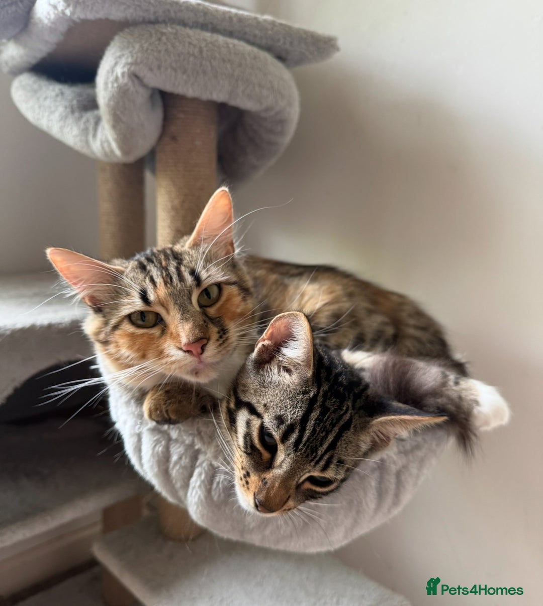 Mixed Breed cats for sale: Gorgeous mixed bengal cats looking for a new home. - Advert 3