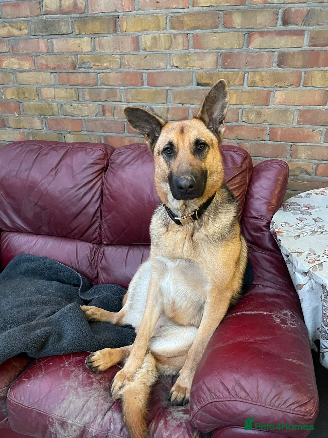 German Shepherd dogs for sale: Nice dog girls for sale in London - Advert 4