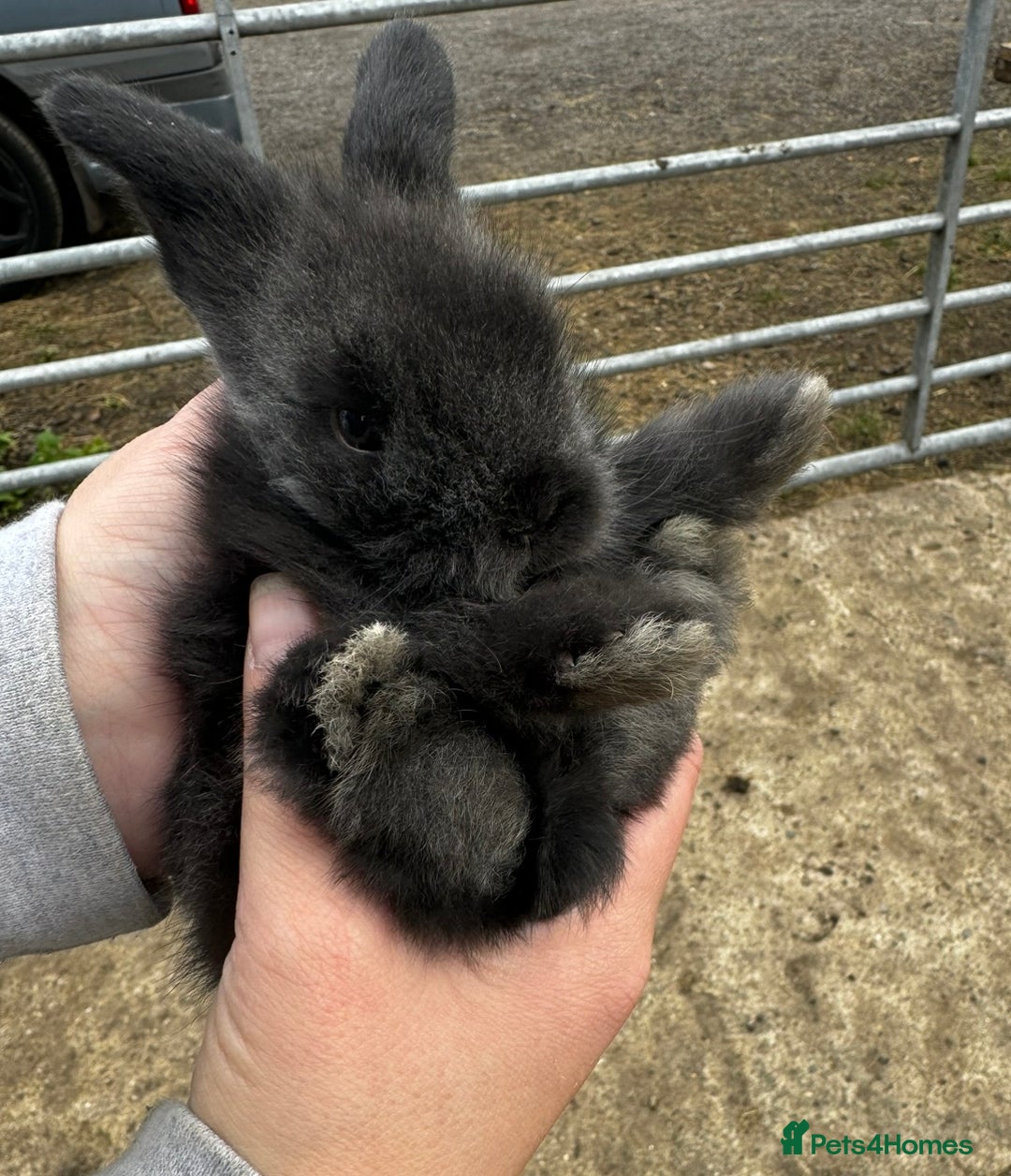 Mini Lion Lop rabbits for sale: 🩷🩵 4 Double mane mini lionlops 🩵🩷 - Advert 25