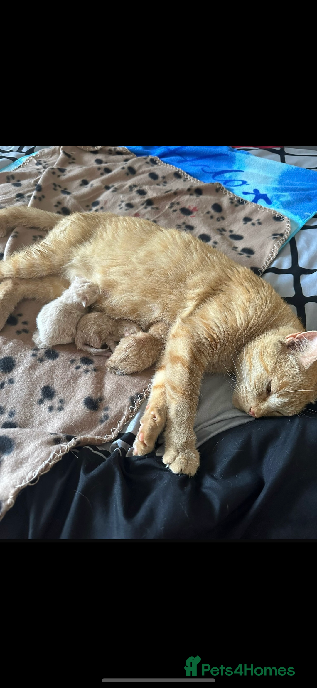 Mixed Breed cats for sale: Beautiful ginger kittens  - Image 2