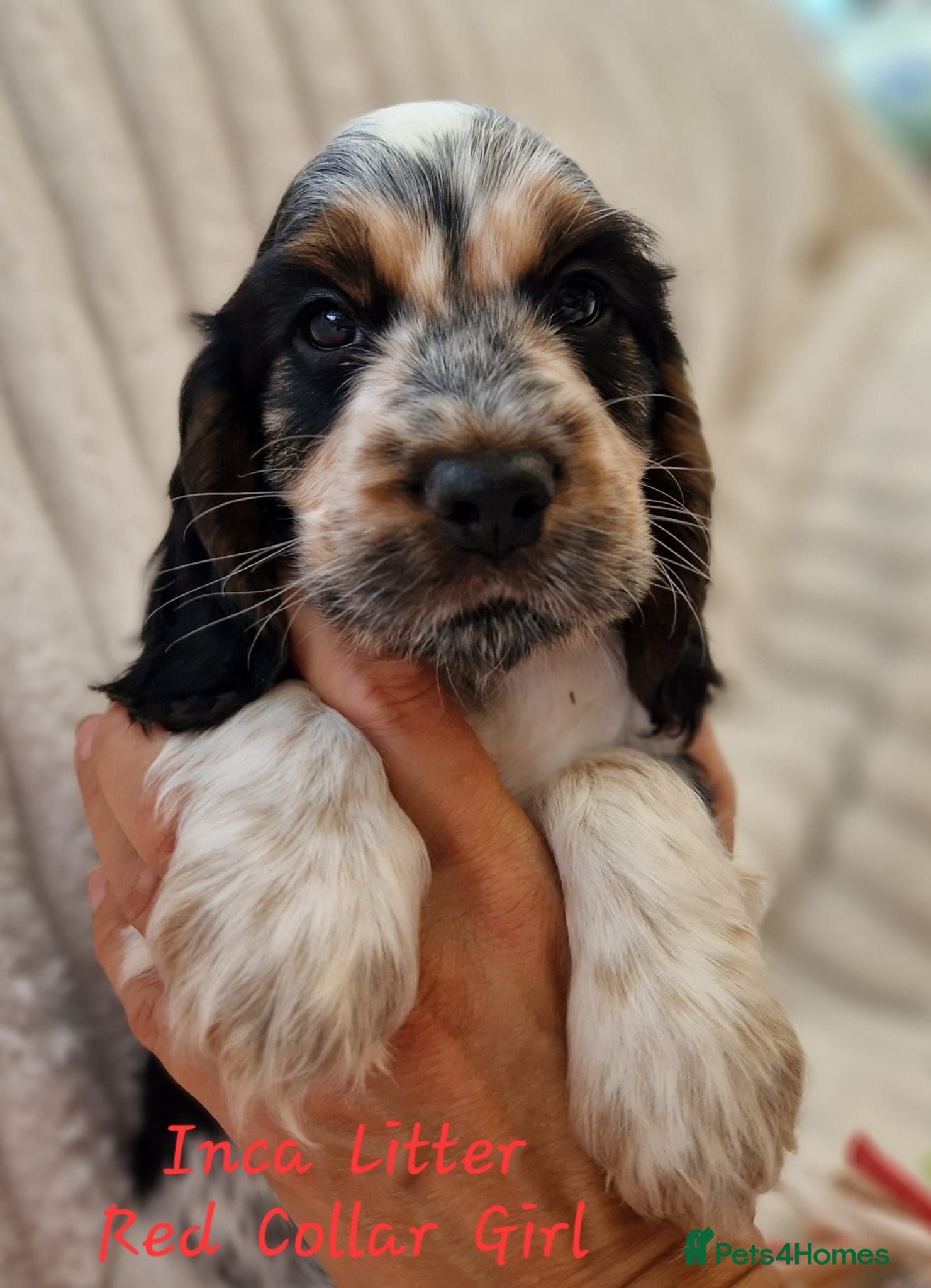 Cocker Spaniel dogs RKC Cocker Spaniel Puppies - Advert 2