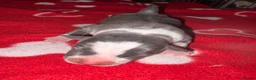 American Bull Staffy dogs for sale: American Staffy puppies  - Advert 6