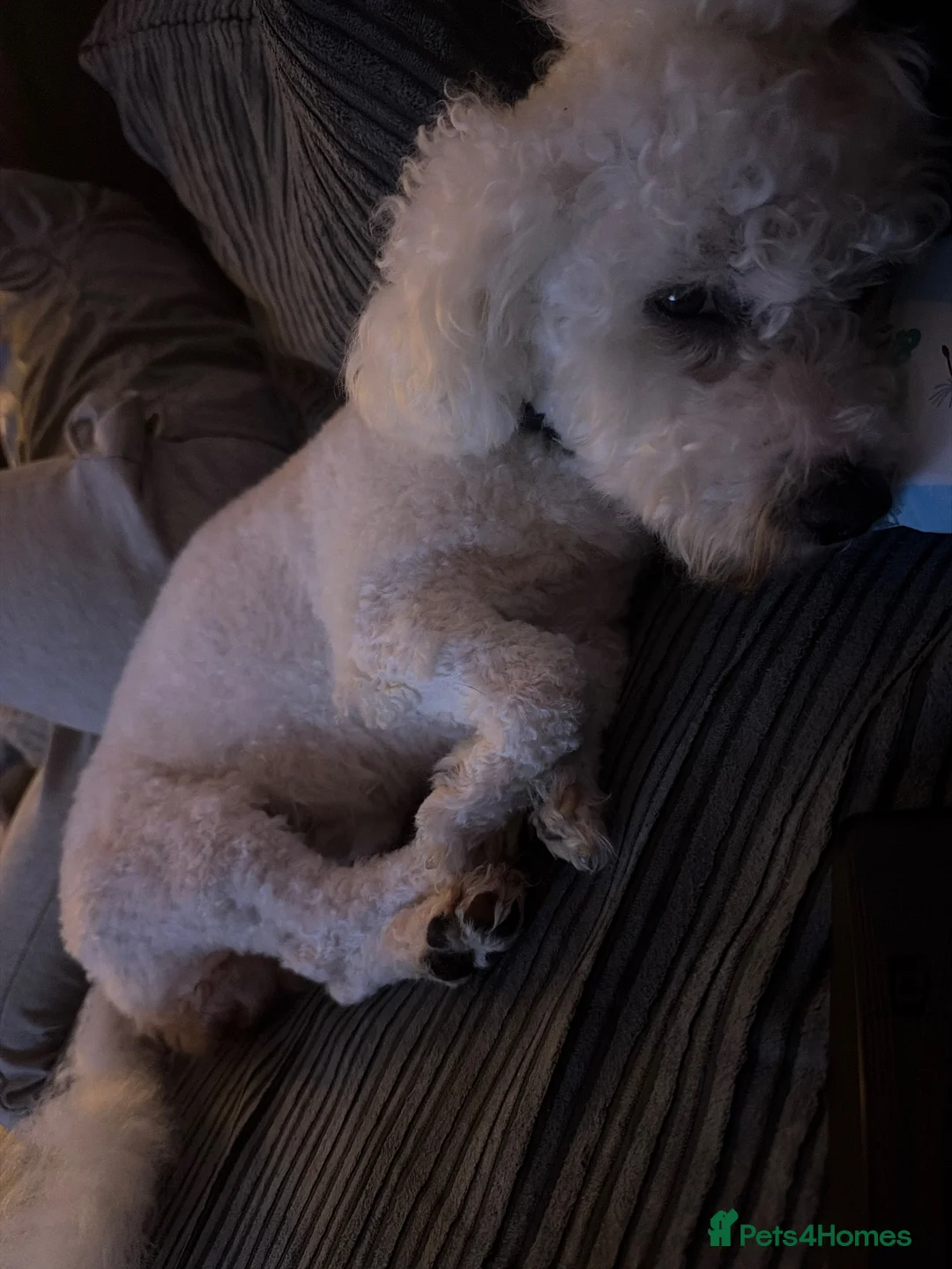 Bichon Frise dogs for stud: STUD Bailey  - Advert 2
