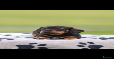 Dachshund dogs - Advert 1