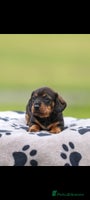 Dachshund dogs - Advert 1
