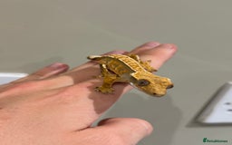 Gecko reptiles for sale: Crested Geckos ( can provide set up) in Upminster - Image 2
