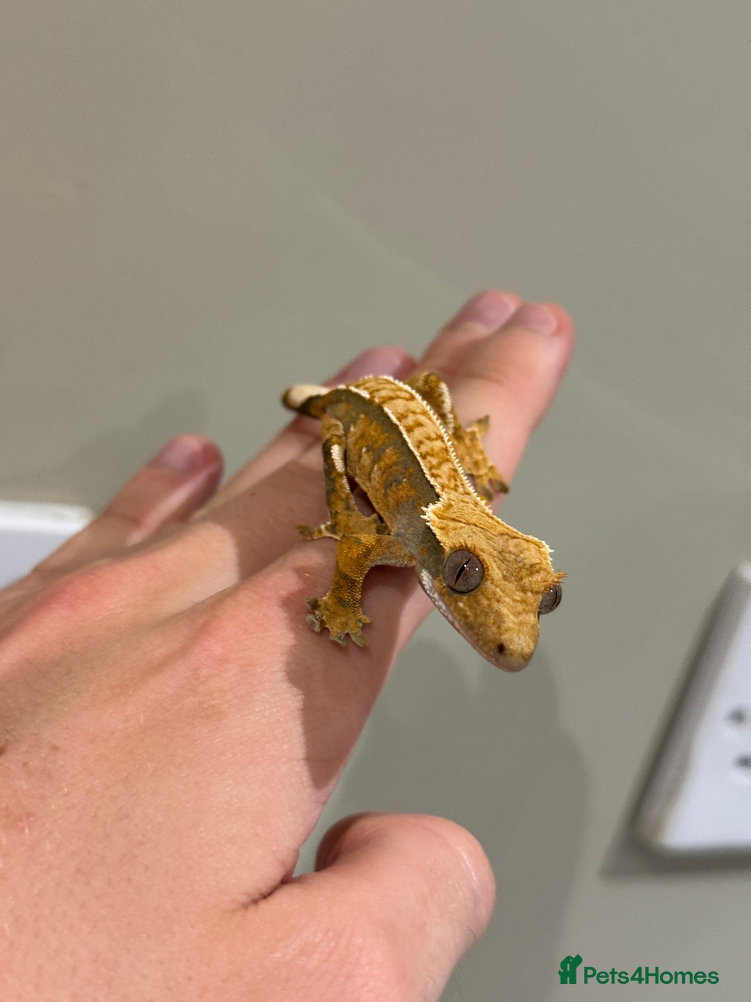 Gecko reptiles for sale: Crested Geckos ( can provide set up) in Upminster - Image 2
