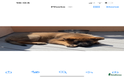 German Shepherd dogs for stud: FOR STUD ONLY (Odin) German Shepard  in Doncaster - Image 9