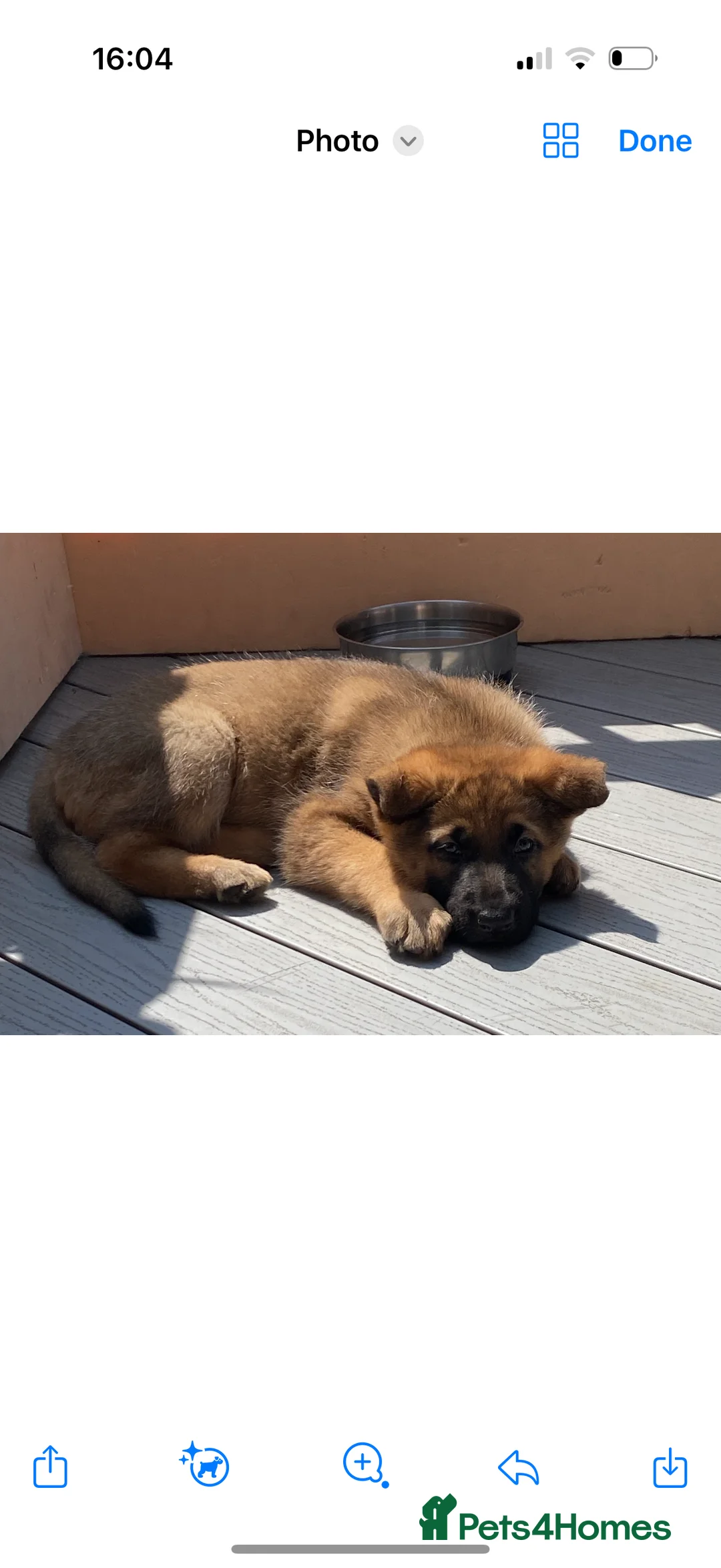 German Shepherd dogs for stud: FOR STUD (PROVEN)  in Doncaster - Advert 13