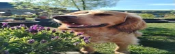Cocker Spaniel dogs for stud: HEALTH TESTED PROVEN KC WORKING COCKER - Advert 6
