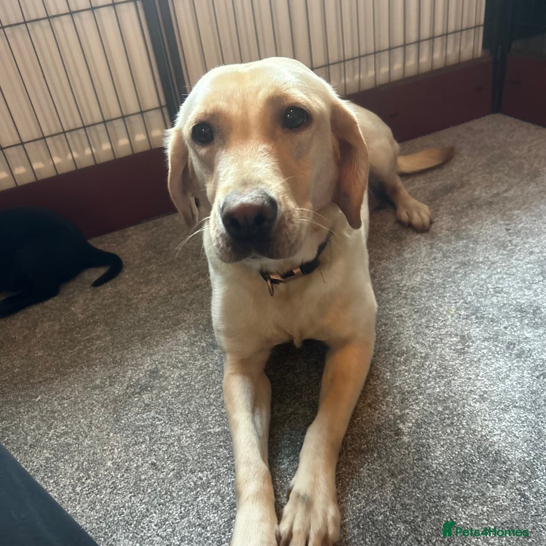 Labrador Retriever dogs for sale: Beautiful Labrador puppies - Advert 7