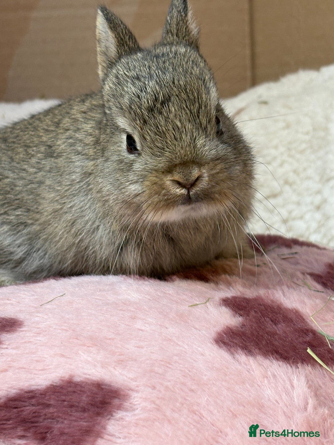 Netherland Dwarf rabbits for sale: Pure bred Netherland dwarf (vaccinated) - Advert 9