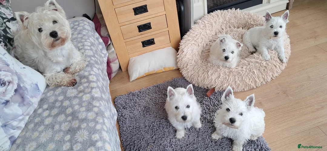 West Highland Terrier dogs for sale: West highland white terrier  - Advert 2
