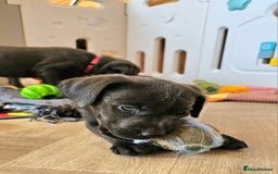 Labrador Retriever dogs for sale: THE LAST 4 KC HEALTH TESTED LABS READY TO NOW.  - Image 13