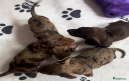 Miniature Dachshund dogs for sale: One Dapple Boy Remains  - Image 7