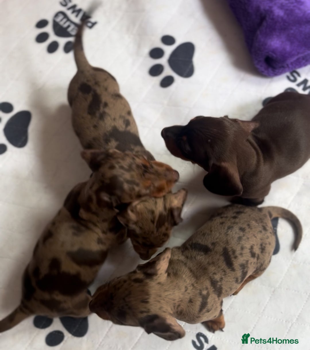 Miniature Dachshund dogs for sale: One Dapple Boy Remains  - Image 7